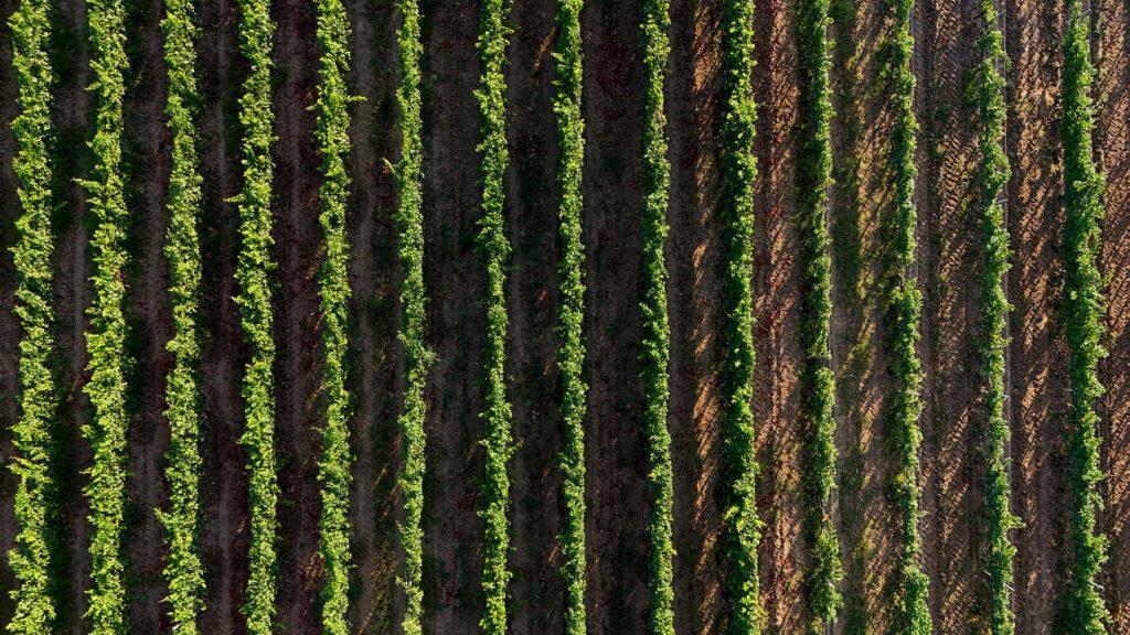 La Fattoria La Cerretella