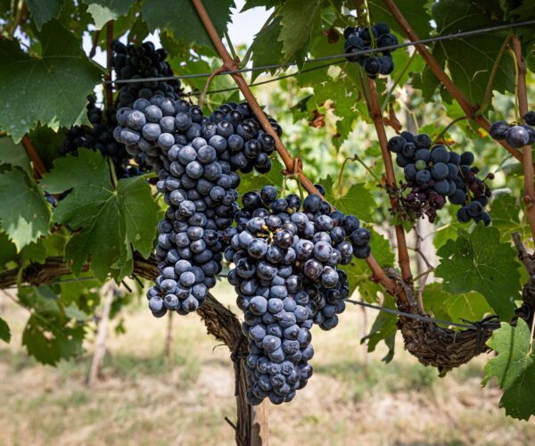 Grappoli di uva nera sulla vite