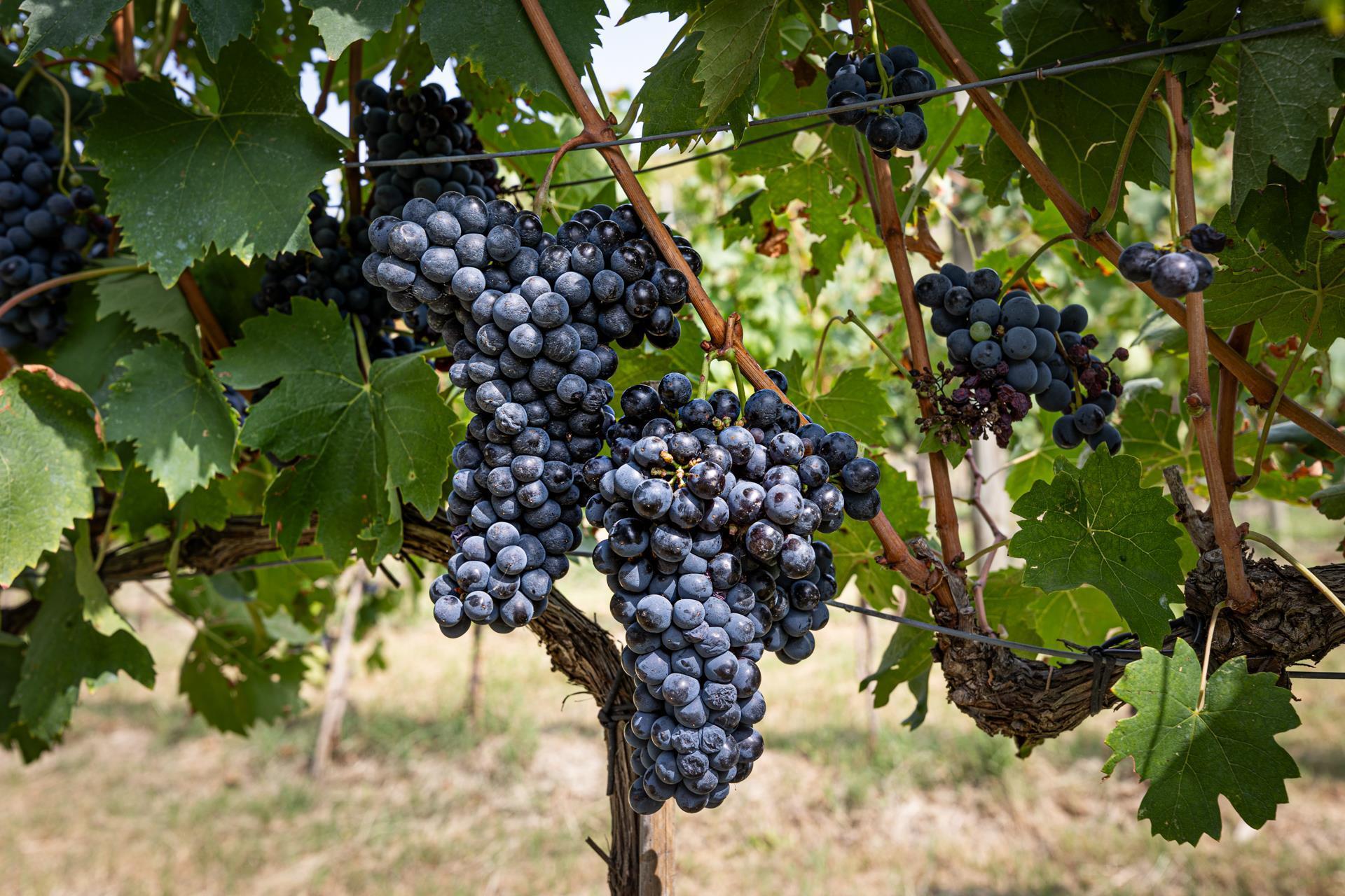 Grappoli di uva nera sulla vite