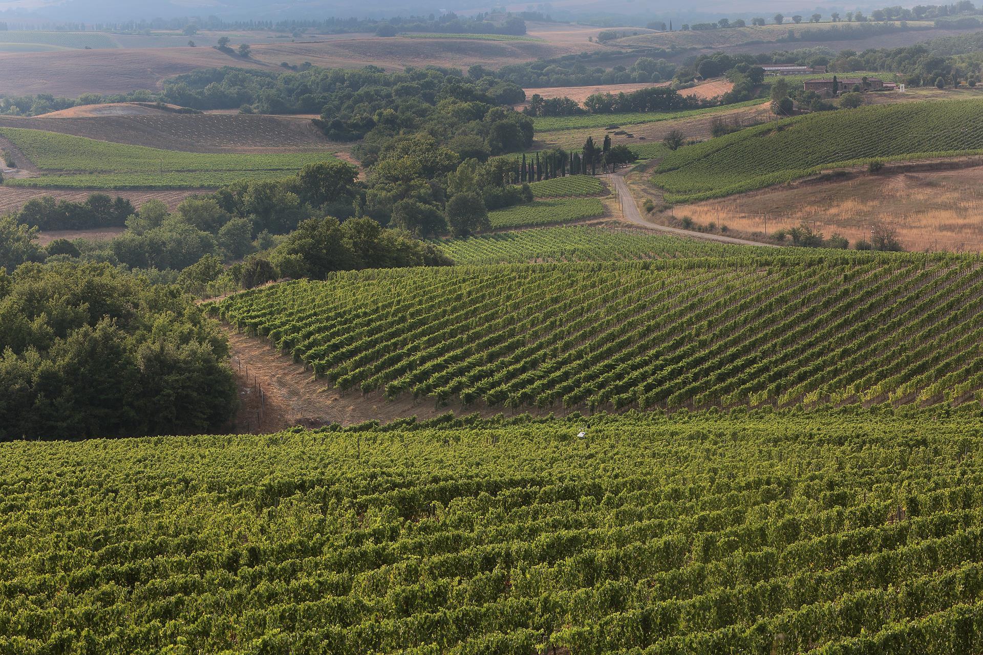 L’azienda possiede 34 ha di vigneto